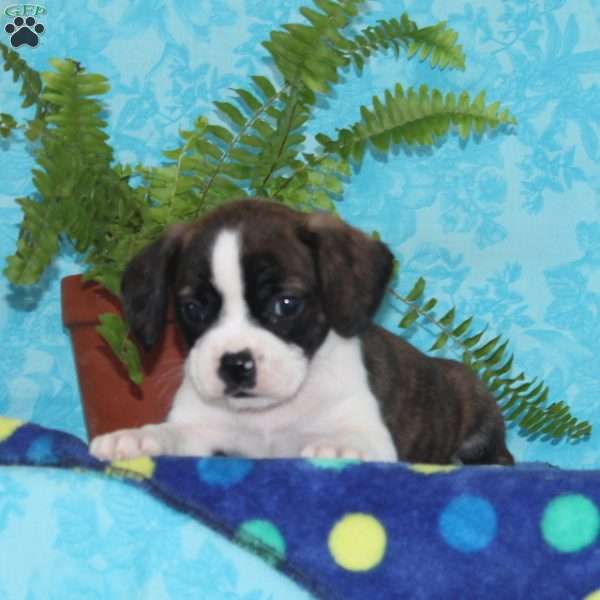 Bravo, Boston Terrier Mix Puppy